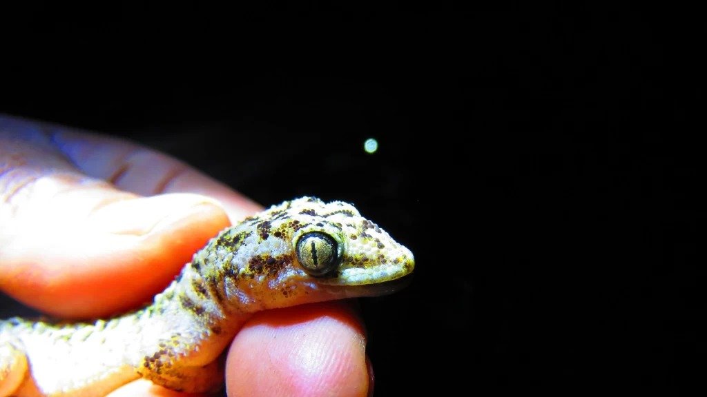 ¿Qué es un gecko?