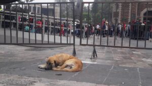 perros-abandonados-basilica-guadalupe-4