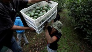 Exportaciones aguacate EU