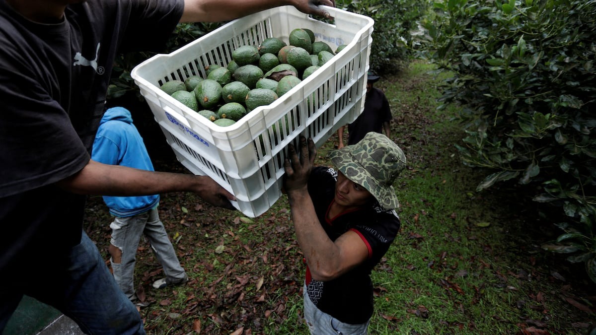Exportaciones aguacate EU