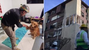 perros-paseos-taxquena-explosion