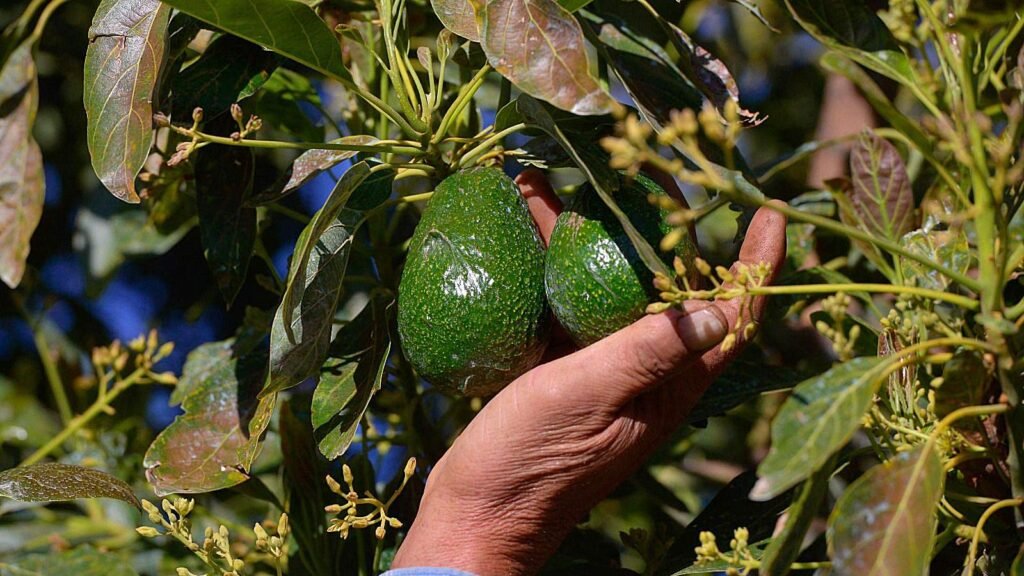 T-MEC aguacate berries