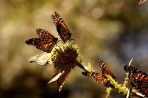 borrartest (35)