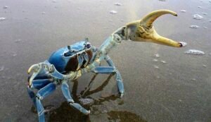 cangrejo azul