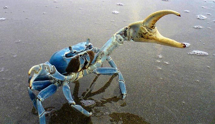 cangrejo azul