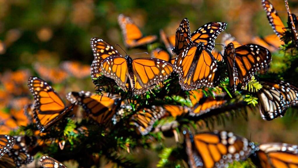 mariposa monarca