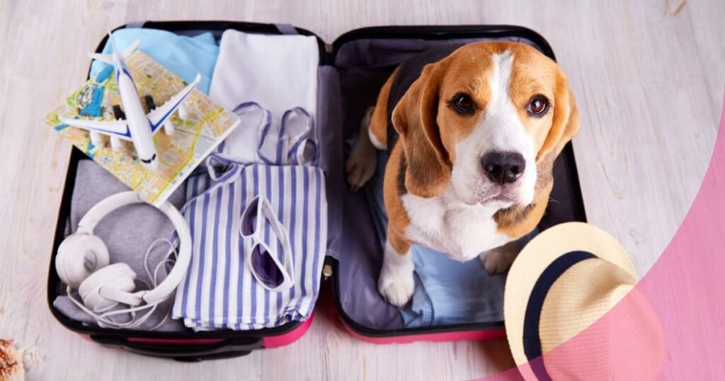 Planeas viajar mascota requisitos