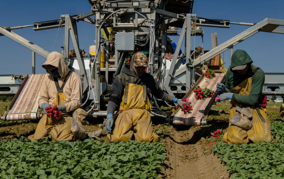 trabajadores agrícolas migrantes