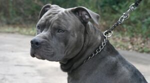 Collar de castigo