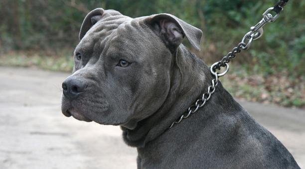 Collar de castigo