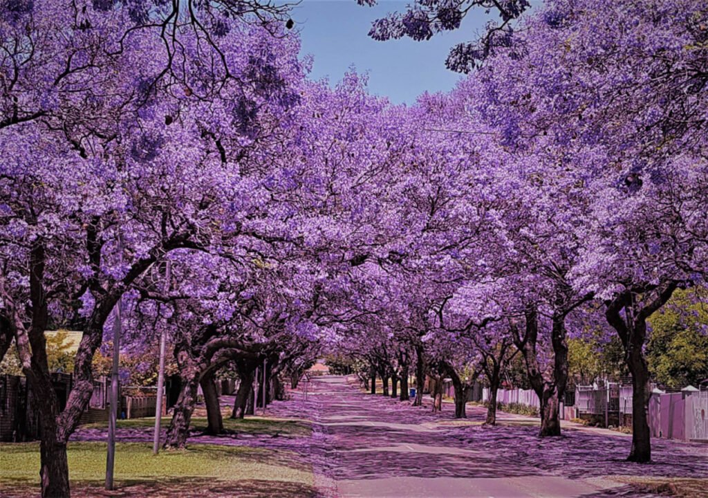 Jacarandas-walk-in-bloom.