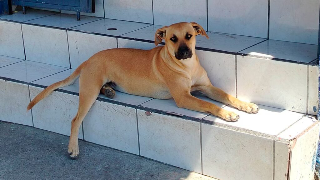 Perro Caramelo