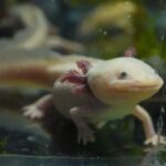 Niña rescata ajolote mexicano en Reino Unido; sorprende hallazgo fuera de su hábitat natural