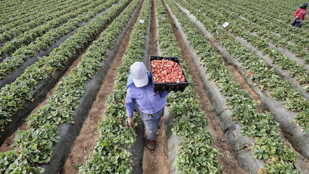 agroalimentaria