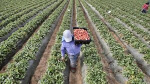 agroalimentaria