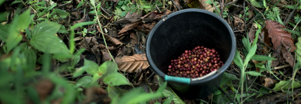 café de especialidad mexicano