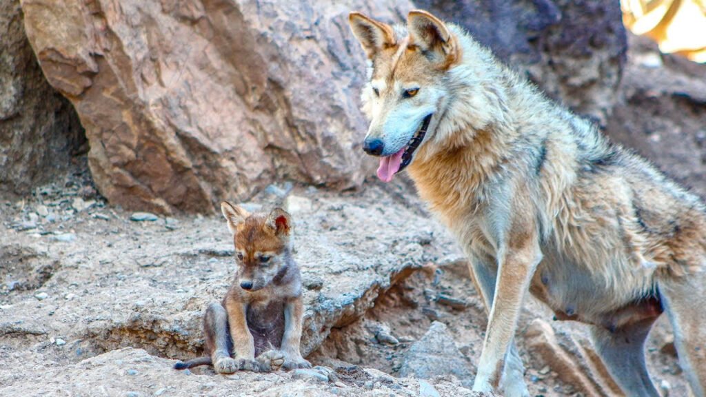 lobos mexicanos regresan durango