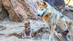 lobos mexicanos regresan durango