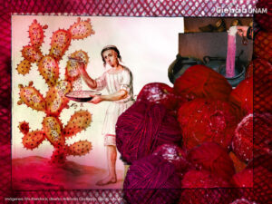 rojo de la grana cochinilla