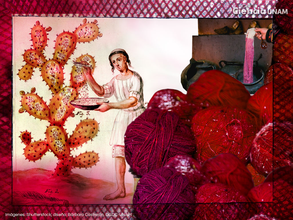 rojo de la grana cochinilla