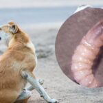 Vigilancia epidemiológica por gusano barrenador en un perro