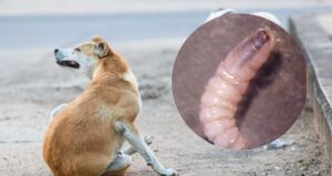 Activan vigilancia epidemiológica por gusano barrenador en un perro