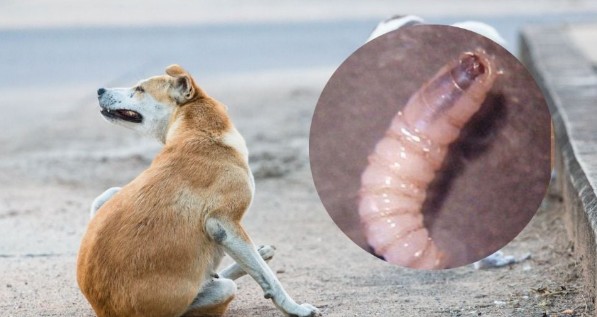 Activan vigilancia epidemiológica por gusano barrenador en un perro
