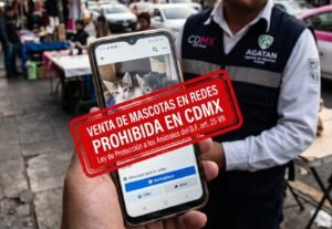 CDMX venta mascotas redes