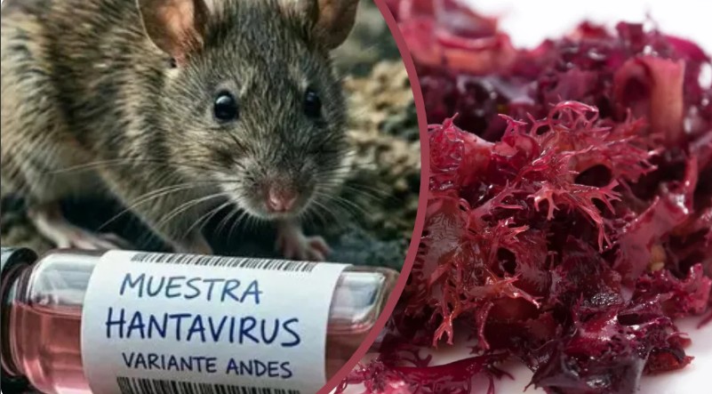 hantavirus Andes