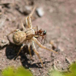Lista de insectos peligrosos que aparecen en temporada de lluvias y los lugares donde hacen nido