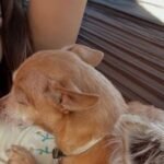 Eiza González despide a su perrita Pasita con emotivo mensaje