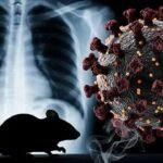 Hantavirus: estas son las recomendaciones de la OMS para prevenir contagios