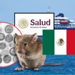 Se activa vigilancia epidemiológica por hantavirus ante brote internacional en México