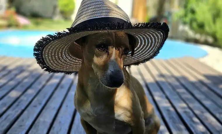 calor perros verano
