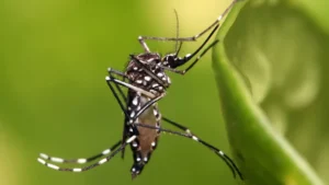 chikungunya