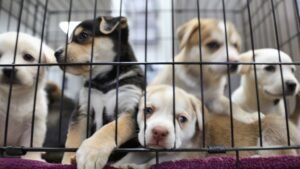 Litter of puppies in animal shelter. Australian Shepherds