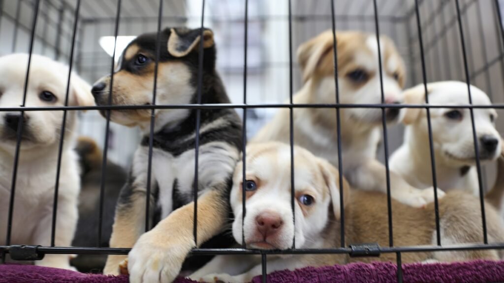 Litter of puppies in animal shelter. Australian Shepherds