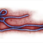 Alerta global: La OMS declara emergencia sanitaria internacional por brote de Ébola en África