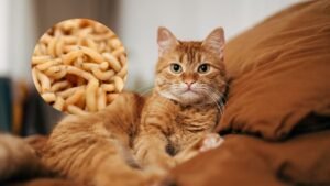 gusano barredor en gato