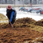 Macroalga afecta la salud de sus recolectores