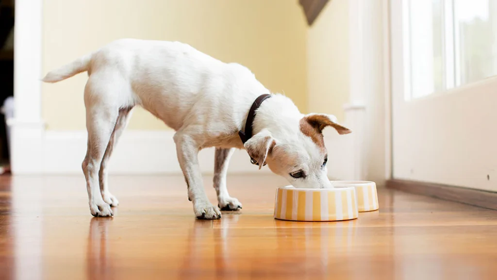 plato de tu mascota