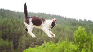 supervivencia de los gatos