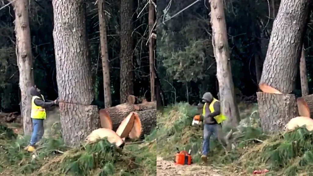 tala de árboles en Cuajimalpa