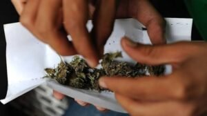 Corte Suprema desarme marihuana