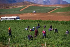 Gobierno entregará 40 mil pesos a 36 mil familias