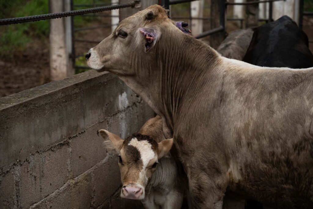Actividad pecuaria en San Luis Potosí bajo alerta por gusano barrenador