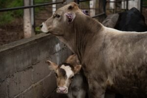 Actividad pecuaria en San Luis Potosí bajo alerta por gusano barrenador