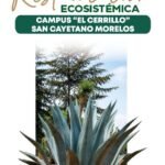 Toluca y UAEMéx iniciarán jornadas de restauración ecosistémica con plantación de magueyes en El Cerrillo