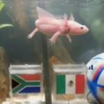 Los animales que predicen Mundiales