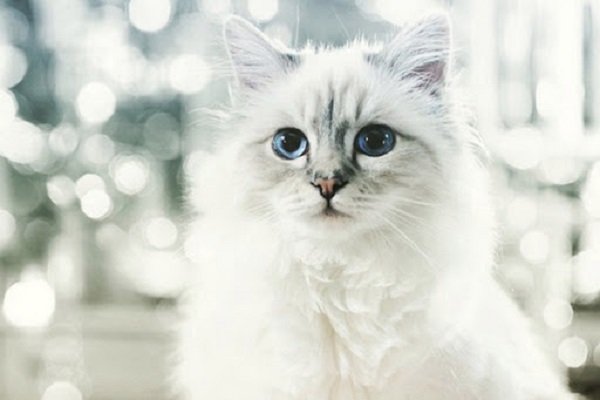 Choupette sin herencia